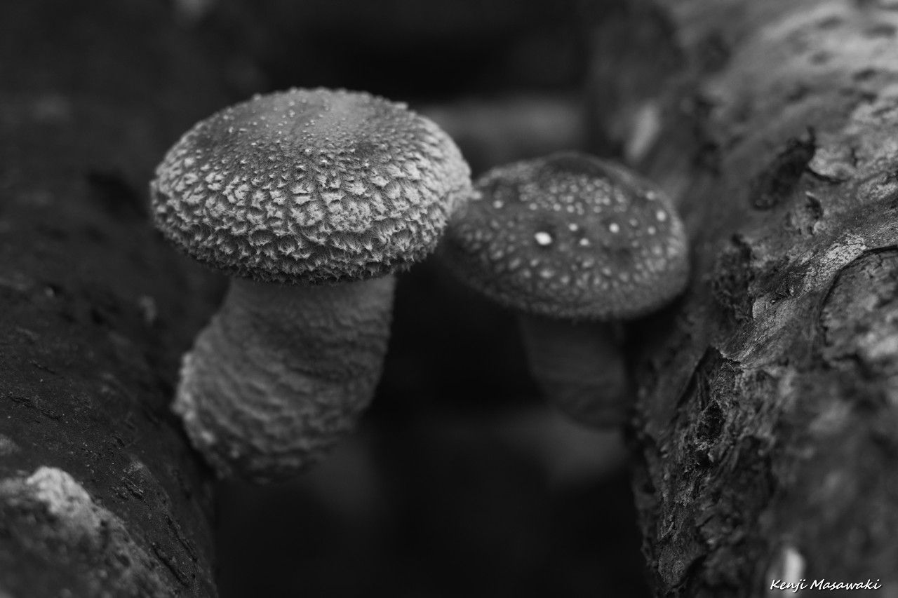 06061