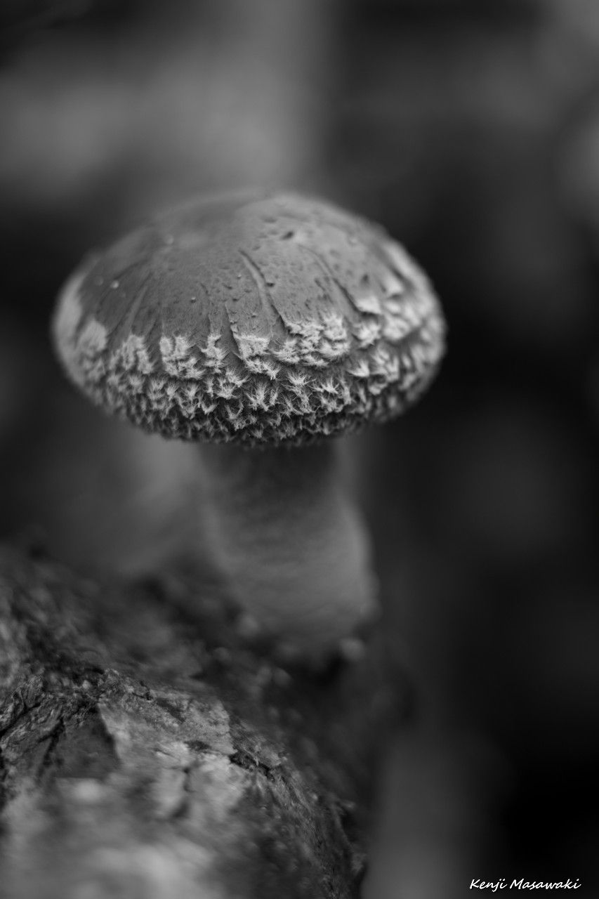 08318