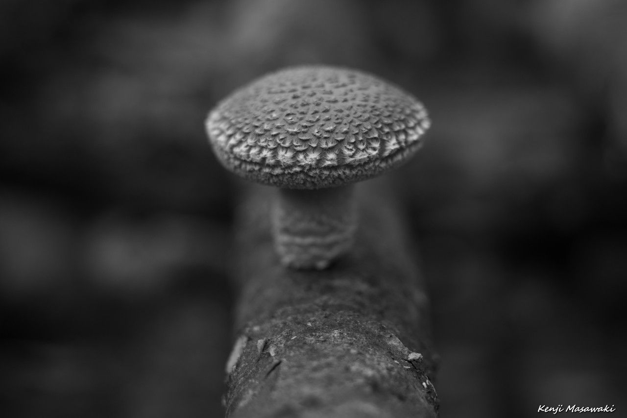 08604