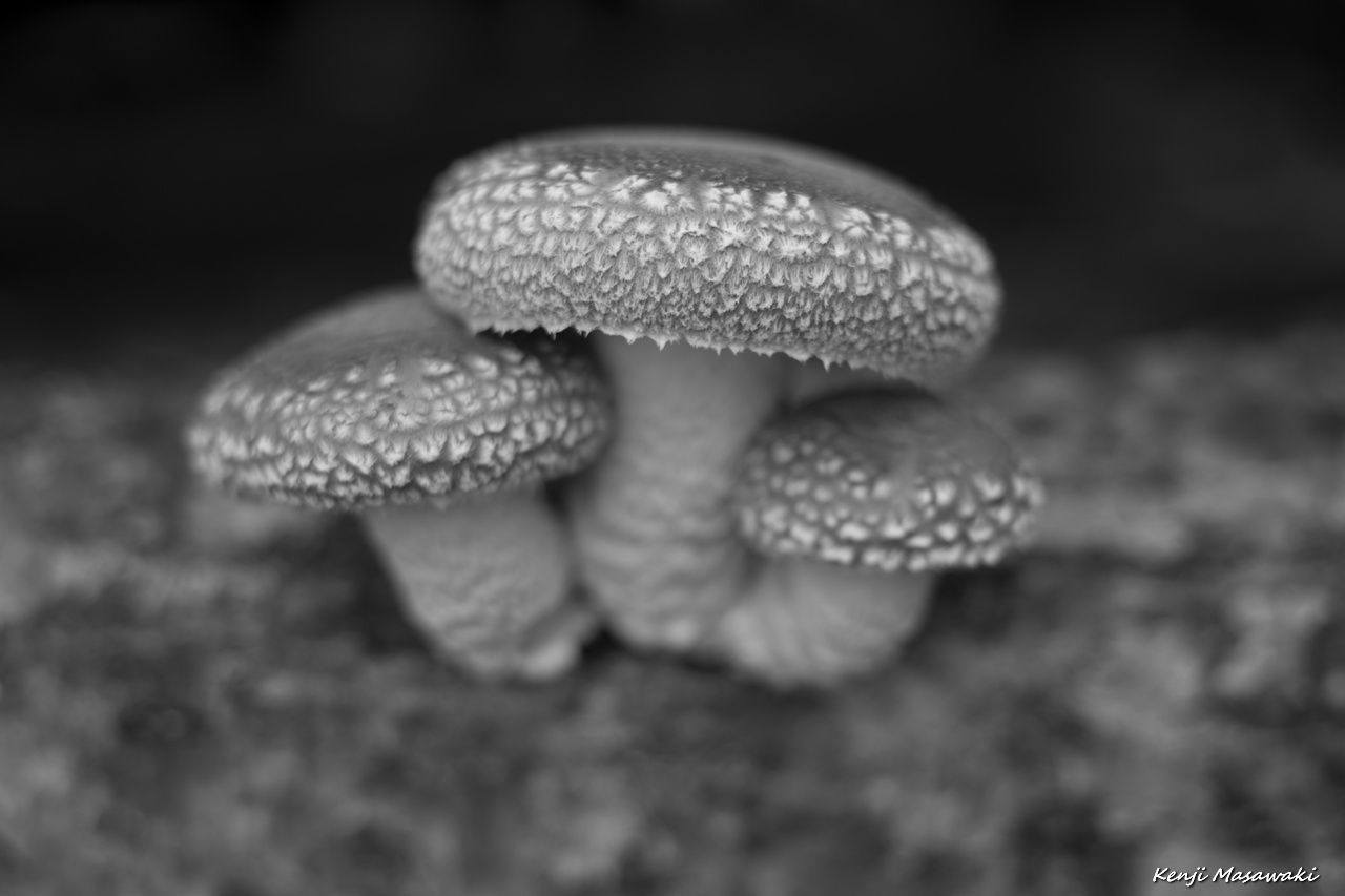 10810