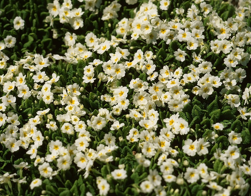0433