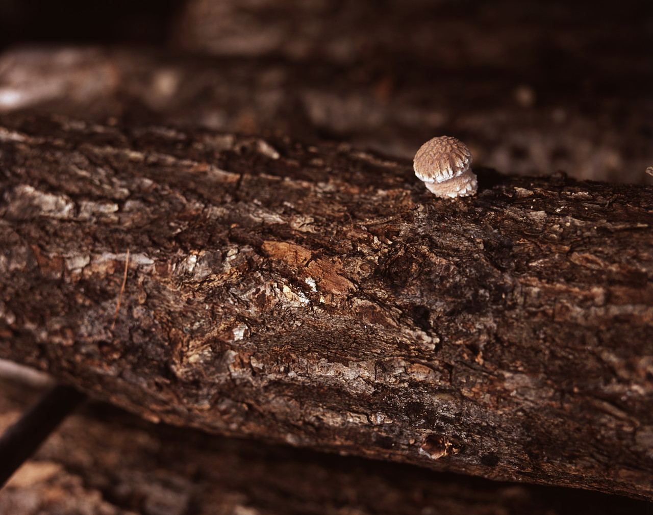 Baby mushrooms