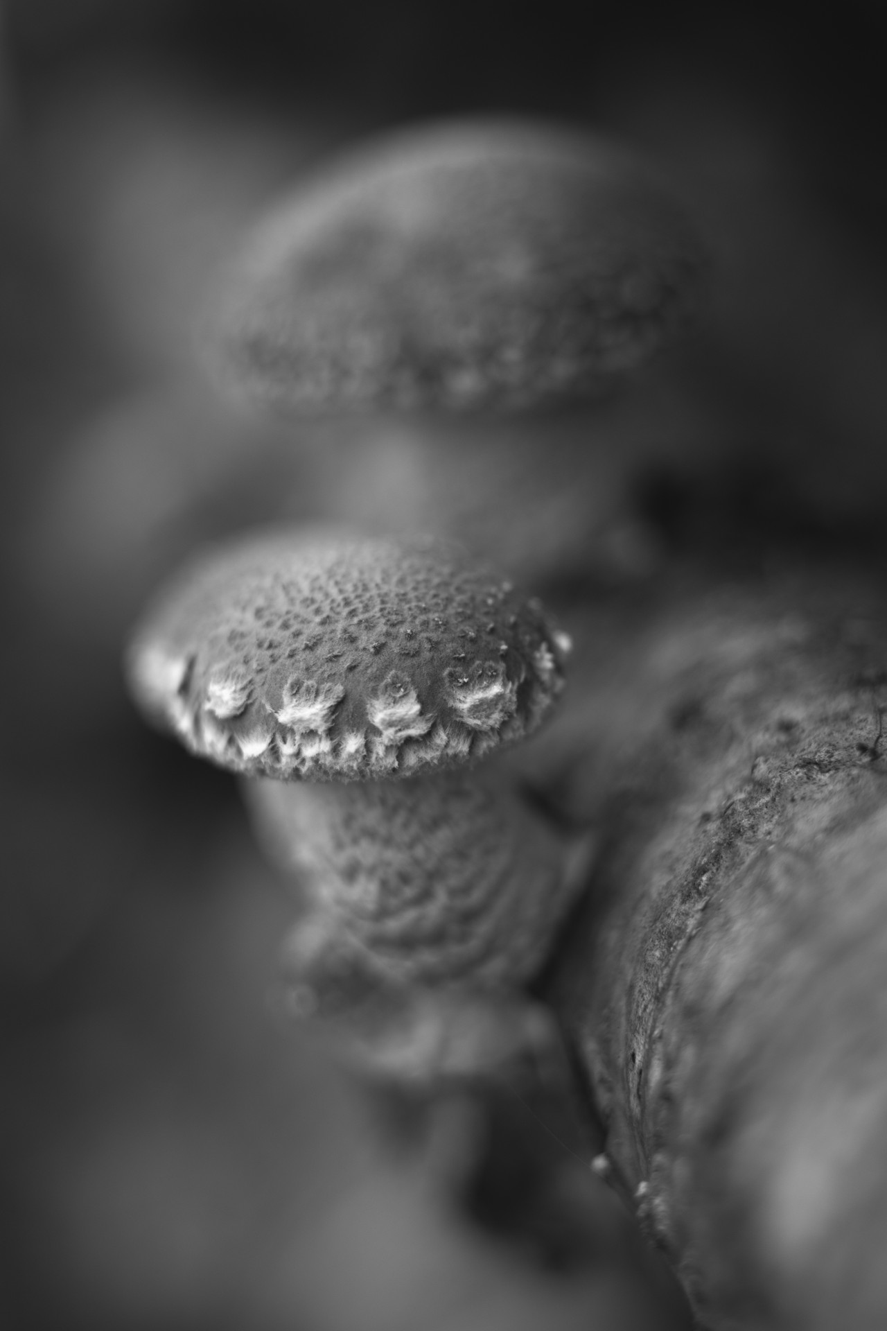 0081